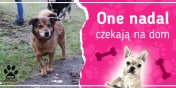 One nadal czekaj na dom: poznaj Nugata, Olafa, Smigola, Wedla i urka