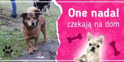 One nadal czekaj� na dom: poznaj Nugata, Olafa, Smigola, Wedla i �urka
