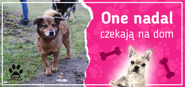 One nadal czekają na dom: poznaj Nugata, Olafa, Smigola, Wedla i Żurka