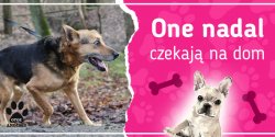 One nadal czekaj� na dom: poznaj Mi�k�w, Marcina i Sigm�