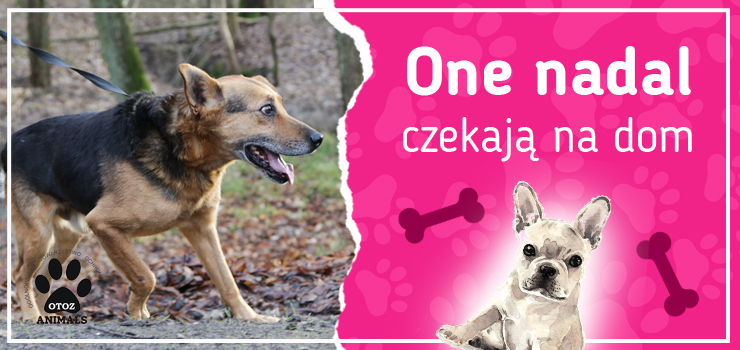 One nadal czekają na dom: poznaj Miśków, Marcina i Sigmę