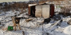 Interwencja - Pies z wro�ni�t� kolczatk� (Uwaga - drastyczne zdj�cia)
