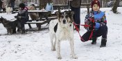 "Dziki Waszej wraliwoci i dobroci  50 psiakw przetuptao kilka kilometrw"