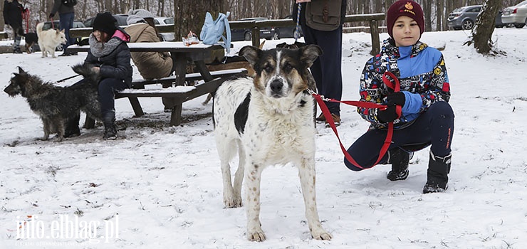 "Dzięki Waszej wrażliwości i dobroci 50 psiaków przetuptało kilka kilometrów"