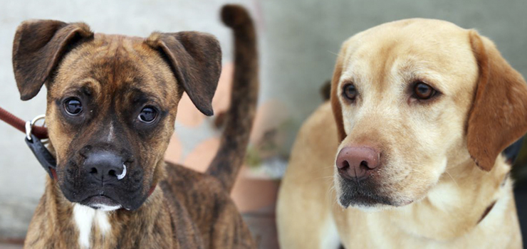 Odebrano dwie zagłodzone suczki. "Właściciel" nie miał nawet karmy dla psiaków