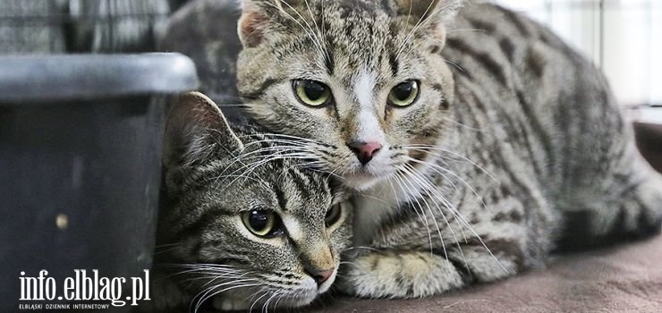 Miasto zapłaci za sterylizację wolno żyjących kotów