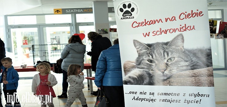 Rewia bezdomnych mruczkw. Schronisko nietypowo witowao Dzie kota