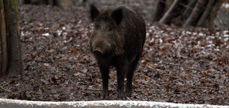 ASF w Elblągu. Żołnierze przeczesali Bażantarnię, szukali martwych dzików