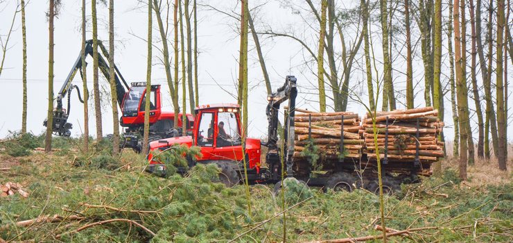 Wycinka na Mierzei Wiślanej. Mieszkańcy protestują przeciw "dewastacji obszaru Natura 2000"