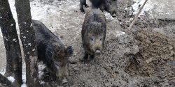 ASF zabija kolejne dziki. Nowe przypadki pomoru w Elbl�gu