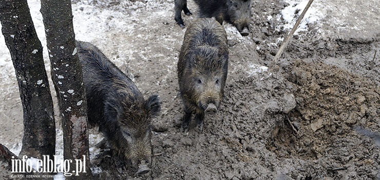 ASF zabija kolejne dziki. Nowe przypadki pomoru w Elblągu
