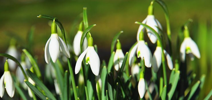 Dziś przypada pierwszy dzień astronomicznej wiosny. Co to oznacza?