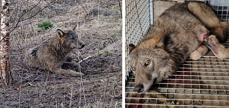 Wilk wpadł we wnyki. "Łapa wyglądała źle, nie wiedzieliśmy czy uda nam się ją uratować"