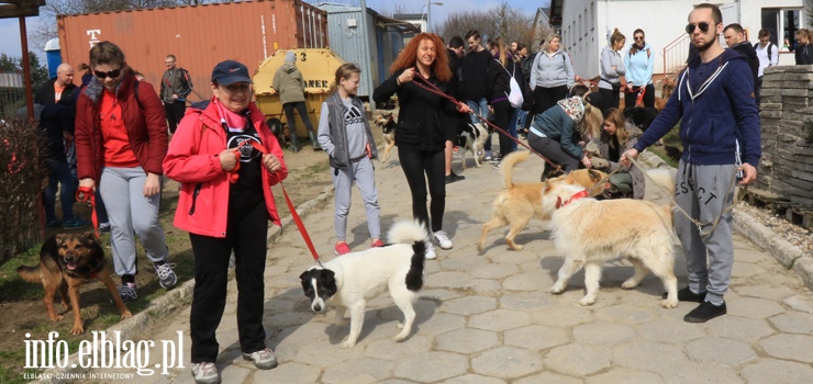 Kady moe pomc elblskiemu schronisku biorc udzia w Biegu na Sze ap - zobacz zdjcia z akcji