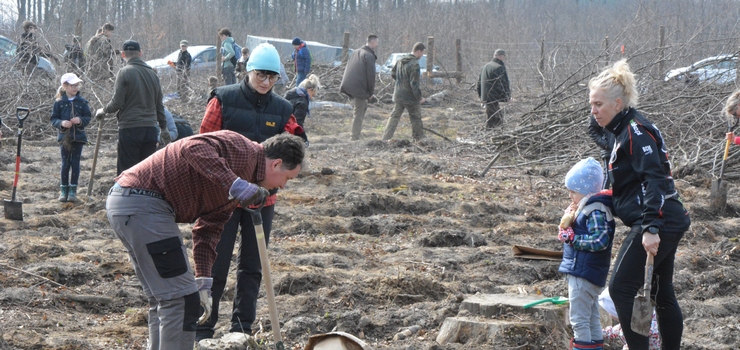 Nadleśnictwo Elbląg. Posadzili drzewa, będzie drewno