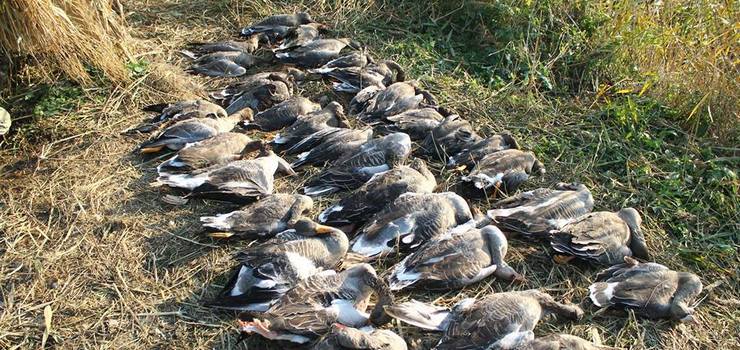 Zagraniczni myśliwi już nie postrzelają nad Zalewem? Elbląska prokuratura zwróciła się w tej sprawie do sejmiku