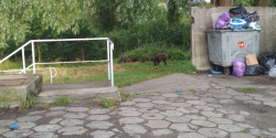 Atak dzikw czy przyjazne odwiedziny? Dziki powrciy, czy na dobre?