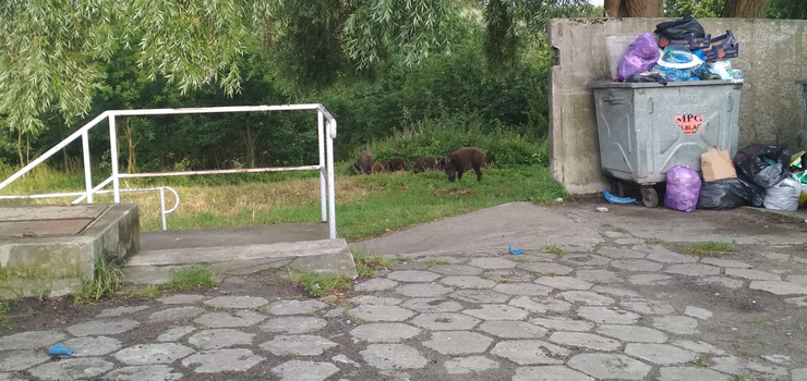 Atak dzików czy przyjazne odwiedziny? Dziki powróciły, czy na dobre?