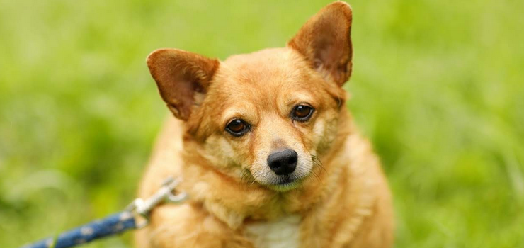 Luna czeka na adopcję!