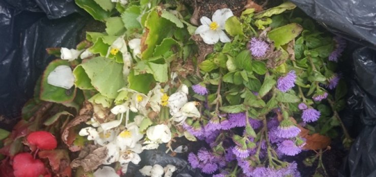 Strażnicy miejscy przyłapali go na „robieniu porządków” w parku