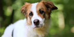 Husar czeka na adopcj� !