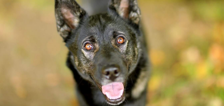 Radar poszukuje opiekuna!