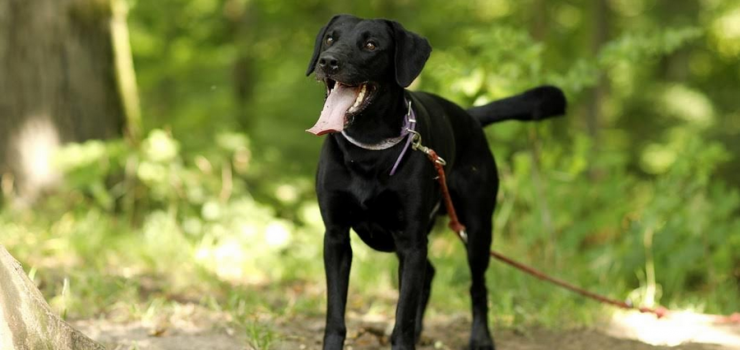 Koper czeka na adopcj!