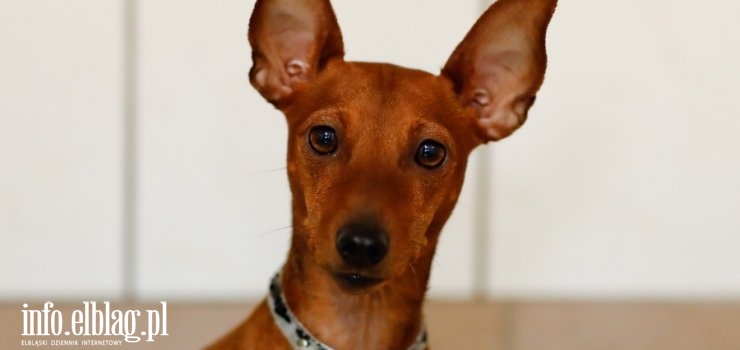 Błąkała się po Malborskiej. Komu uciekła? (Aktualizacja:piesek wrócił do domu)