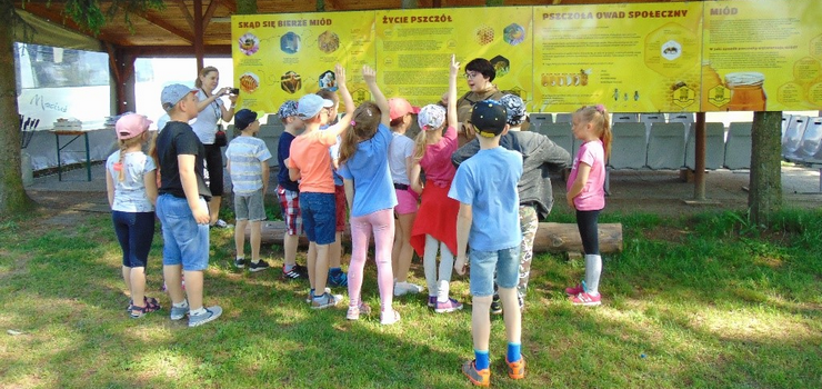 Elbląg przyjazny pszczołom