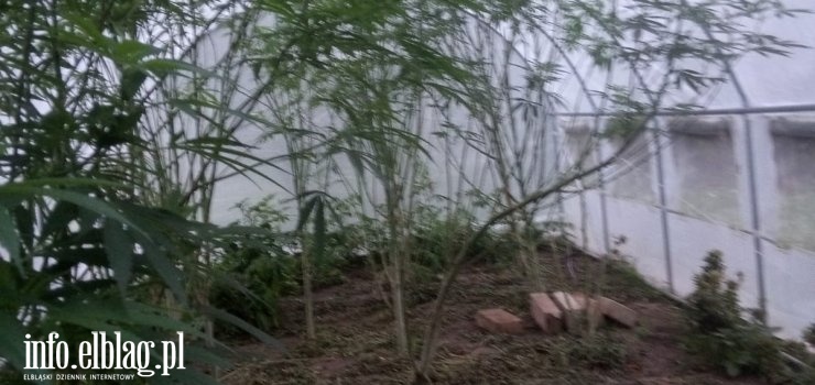 Pojechali sprawdzić czy dziecko jest bezpieczne. Znaleźli plantacje konopi i odurzonego narkotykami ojca