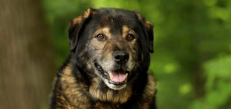 Wiktor czeka na adopcję!