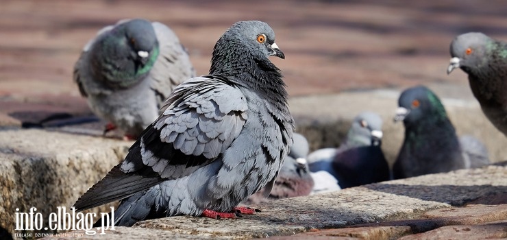 "Irytujące ptaszysko". Odstraszają gołębie i denerwują niektórych mieszkańców