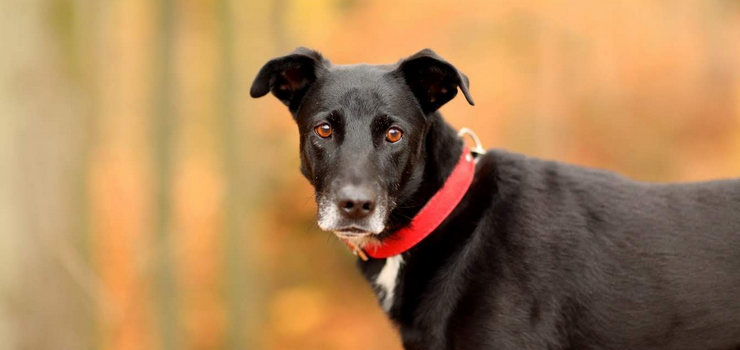 Sara poszukuje opiekuna!