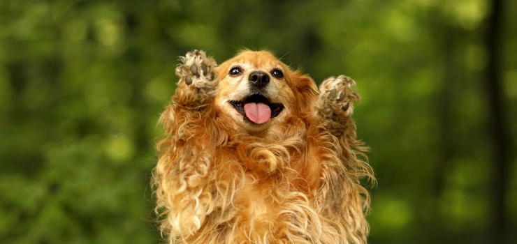 Nuka poszukuje domu!