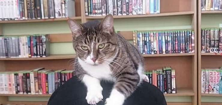 Pimpek to prawdziwy elbląski celebryta. Ma oddanych fanów - czytelników Biblioteki przy Słonecznej