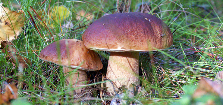 Grzybobranie z leśnikami