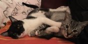 Dwa cudowne koty poszukują nowego domu!