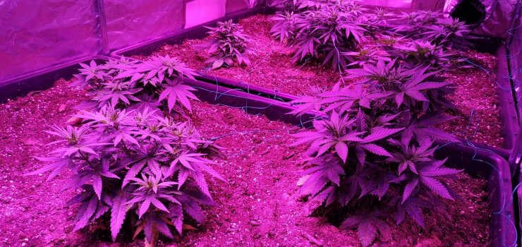 Elbląg: Miał w samochodzie narkotyki, a w domu… uprawę konopi