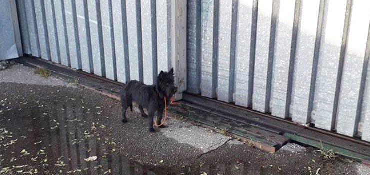 Przywiązano pieska do płotu Aeroklubu. "Była wygłodzona (...) To nieludzkie i obrzydliwe!"