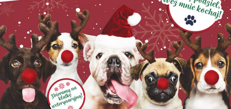 Wspierajmy elbląskie czworonogi podczas Świątecznych Spotkań Elblążan