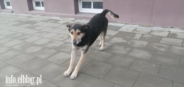 Schronisko jest bezradne, potrzebna pomoc mieszkańców! Pies wbiega pod samochody, zrobi sobie lub innym krzywdę!