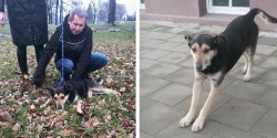 Fryderyk zapany! „Trzeba byo uy broni z usypiaczem”