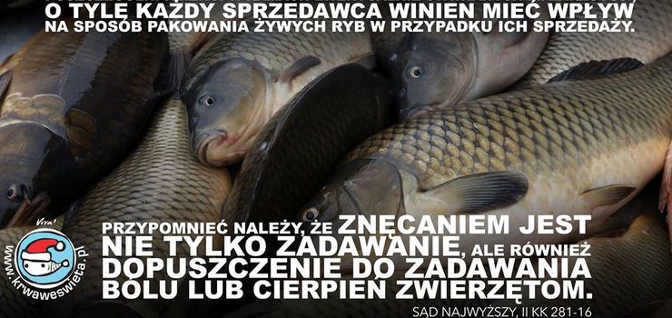 "Okrutny, przedświąteczny rytuał". Nie wszystkie sieci zrezygnowały ze sprzedaży żywych karpi