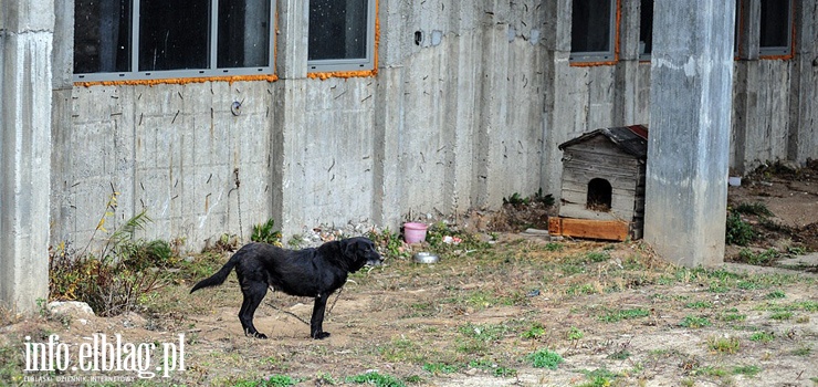 Do Sejmu trafił projekt dot. psów i kotów. "Niestety, wiele proponowanych zmian nie ma nic wspólnego z ochroną zwierząt"