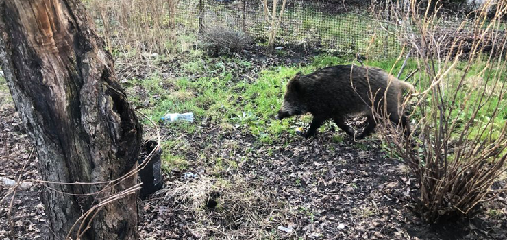 ASF dotar do Elblga. Martwe dziki znajdowane s na Modrzewinie, w Prchniku i Dbrowie 