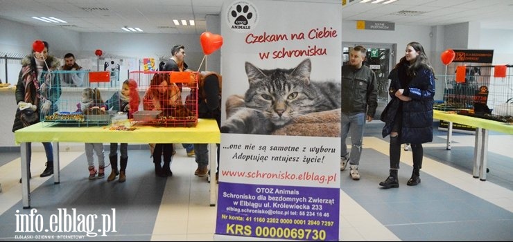 VII elbląska rewia kotów ze schroniska. "Najważniejsze to kochać kota, bo on tę miłość wyczuwa i odwzajemnia".