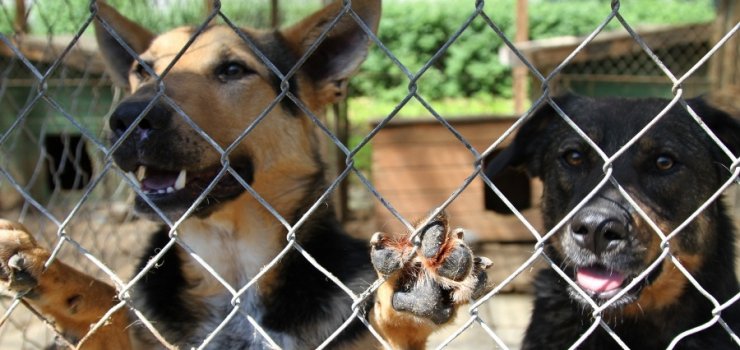 Lepiej wzi na spacer psa ssiada. Adopcja zwierzaka w czasie pandemii to zy pomys