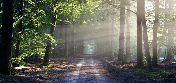 Lasy zostały otwarte. Od dziś można wybrać się na spacer, ale...