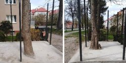 Drzewo w betonie, bdzie roso w rodku wiaty mietnikowej."Ludzie tu przychodz, robi zdjcia, miej si"