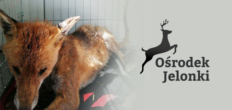 Lis okupował kocie domki, wylegiwał się na placu zabaw dla dzieci